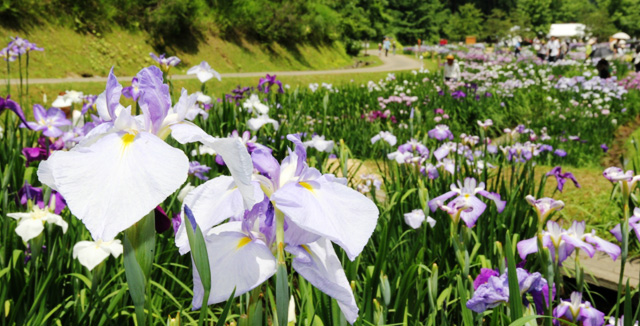 Ranjyo-no-mori Japanese Water Iris Festival