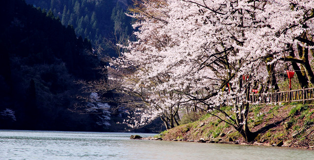 庄川峡桜祭り